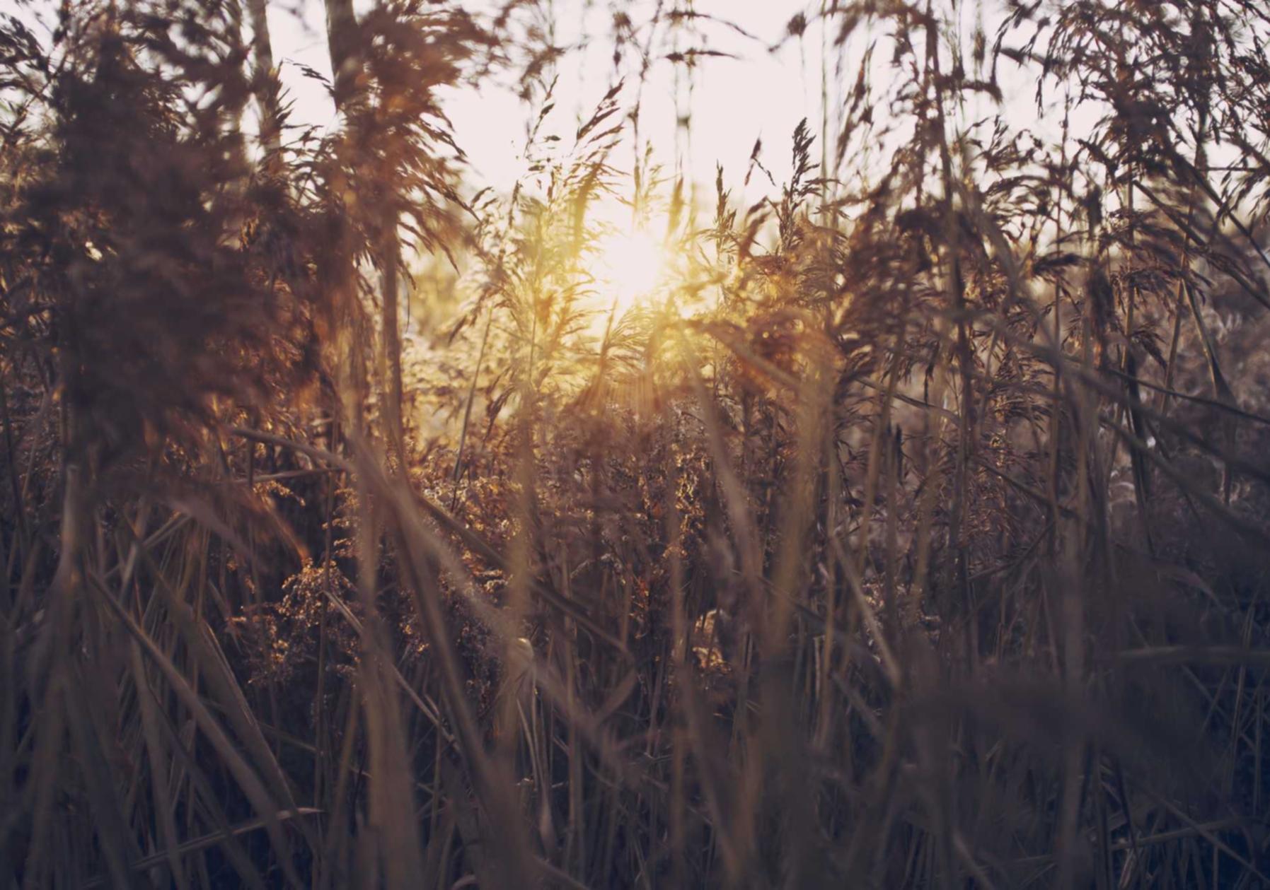 缅甸云斯顿蓝莓爆珠:龙湾注册代理会计报价