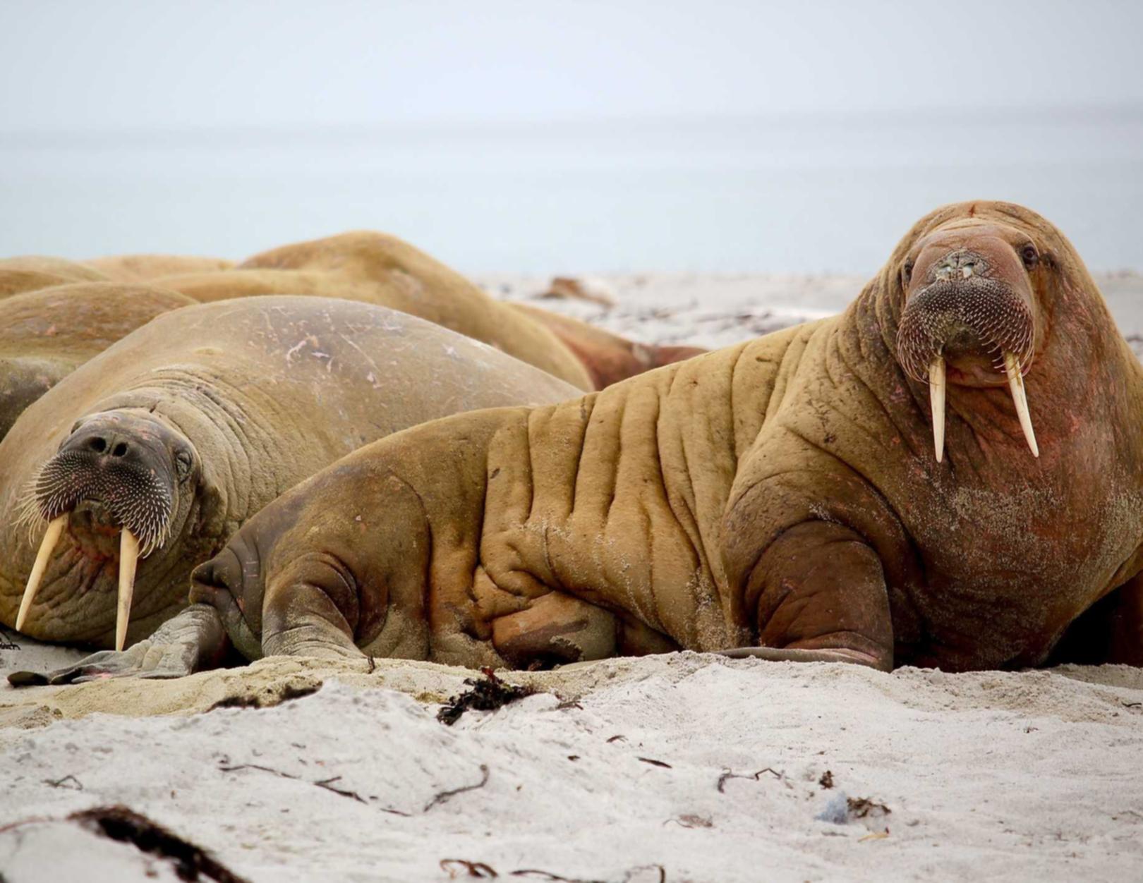 VX小号买卖:宁波开元注册公司代理