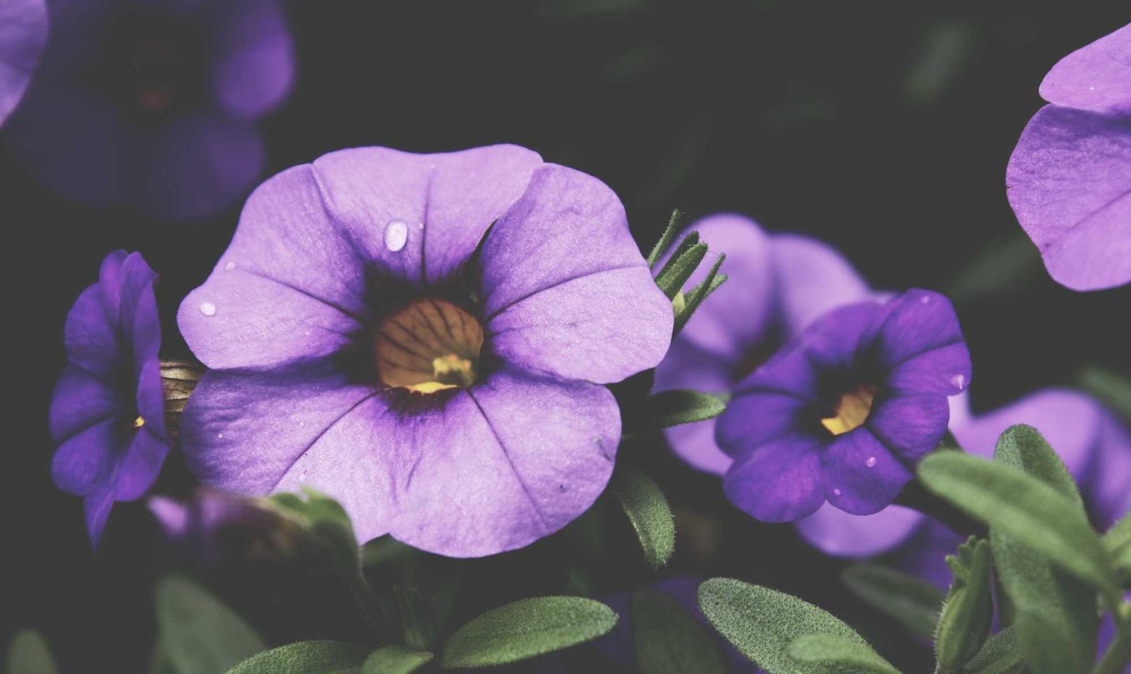 买卖微信号:梁河县商标注册代理机构