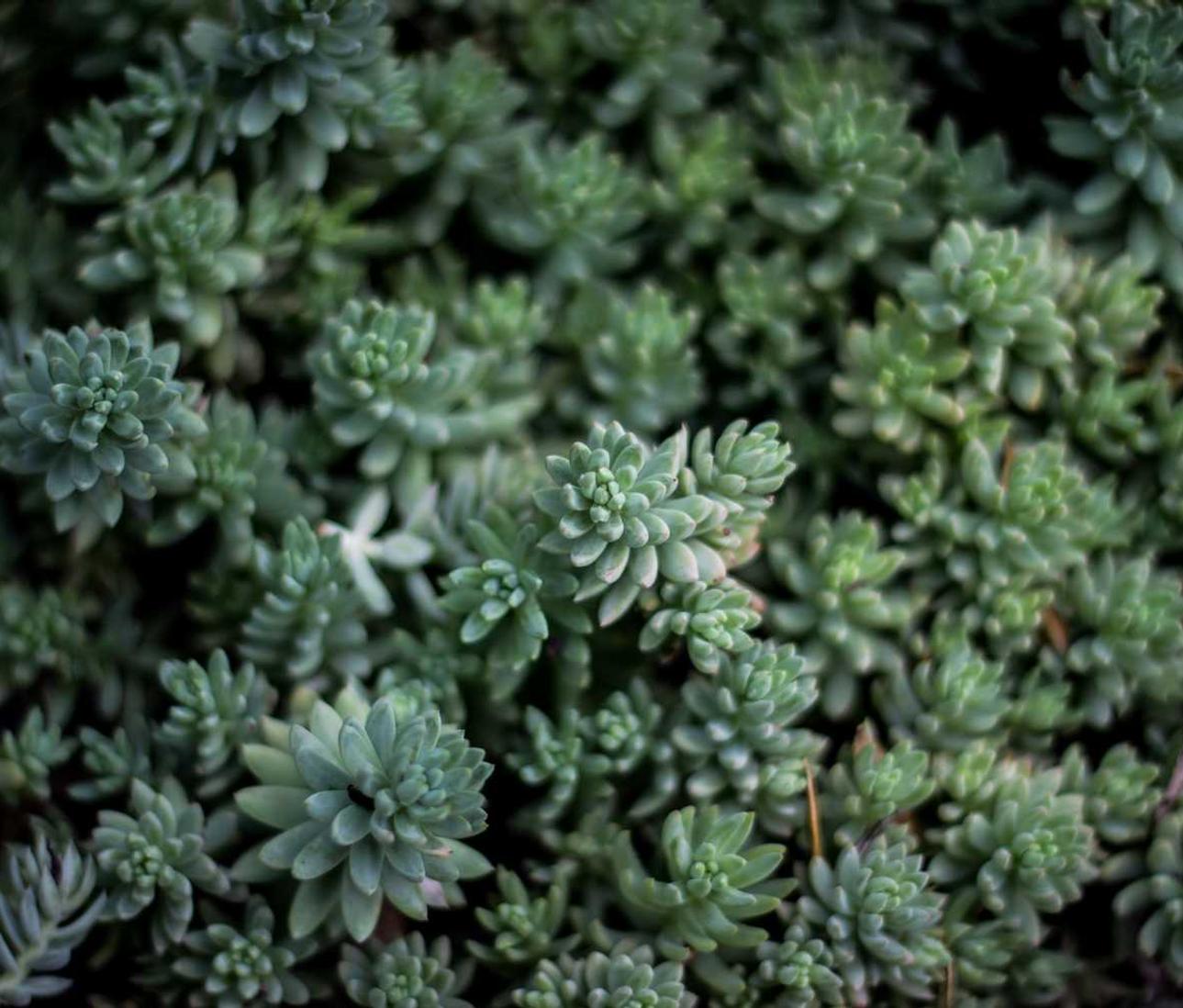 歌贝拉代理平台