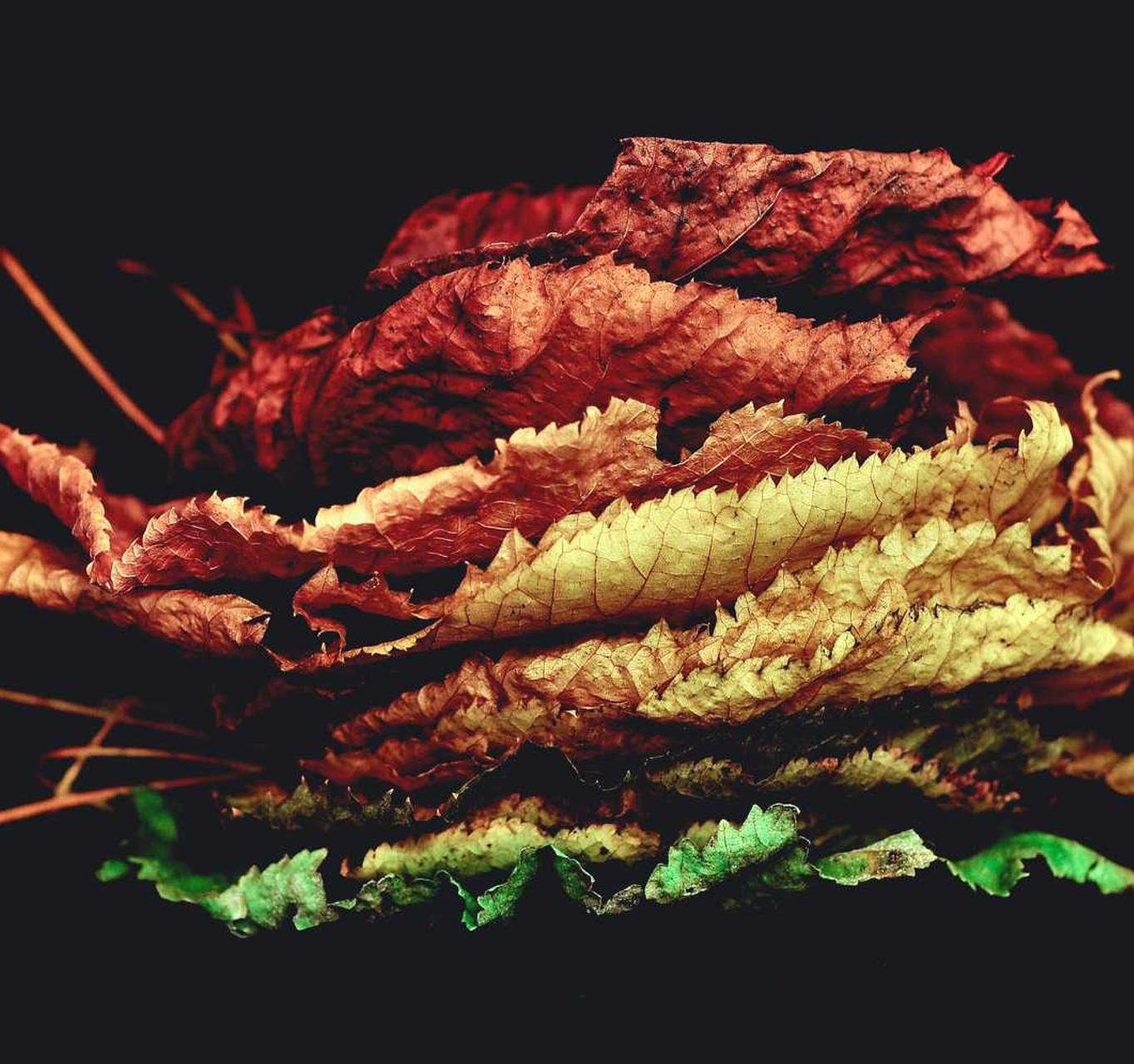 澳门高希霸俱乐部（50支）：现金巴士app详情下载教程安装