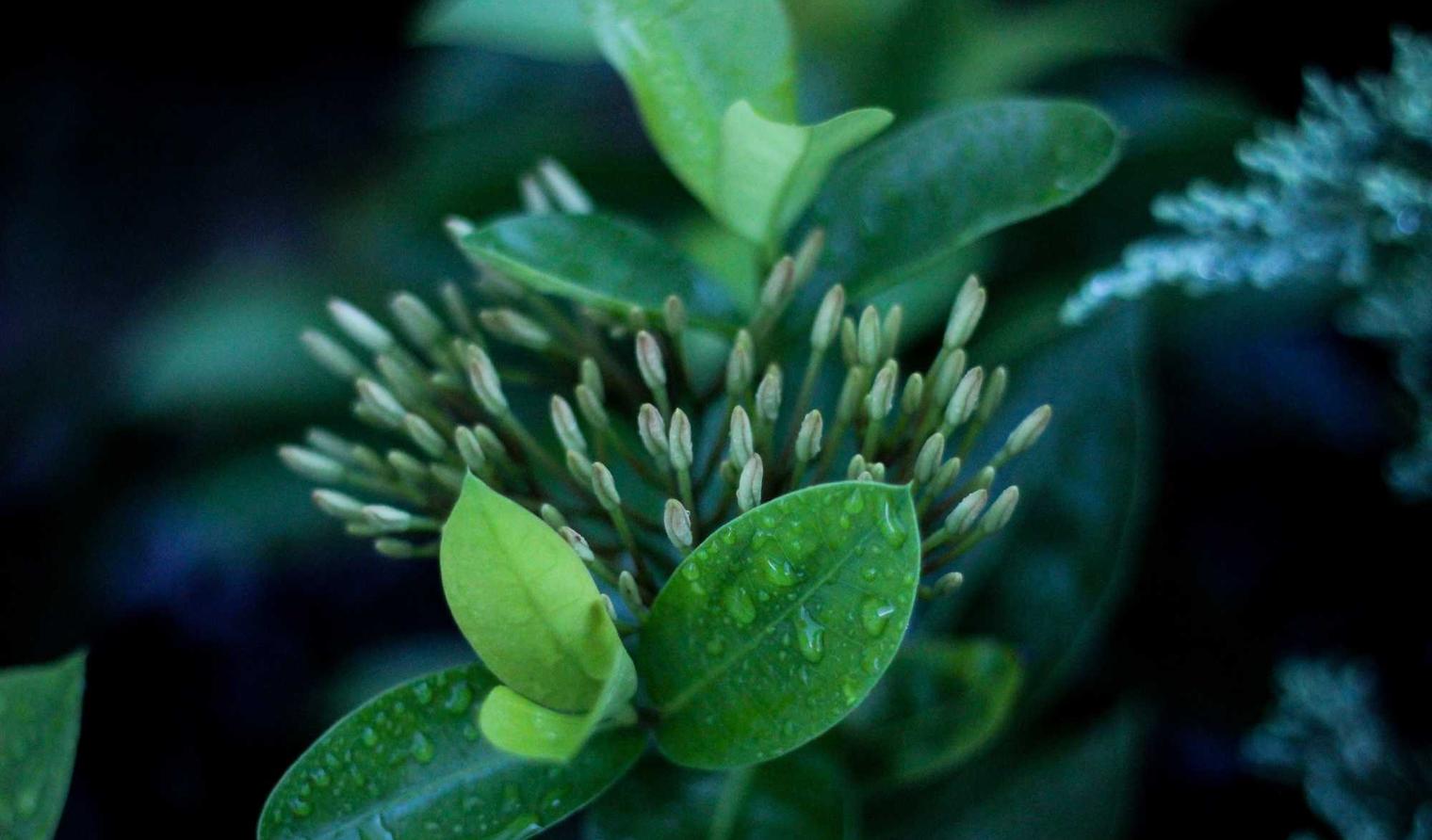 宫廷计手游：5g平台开户