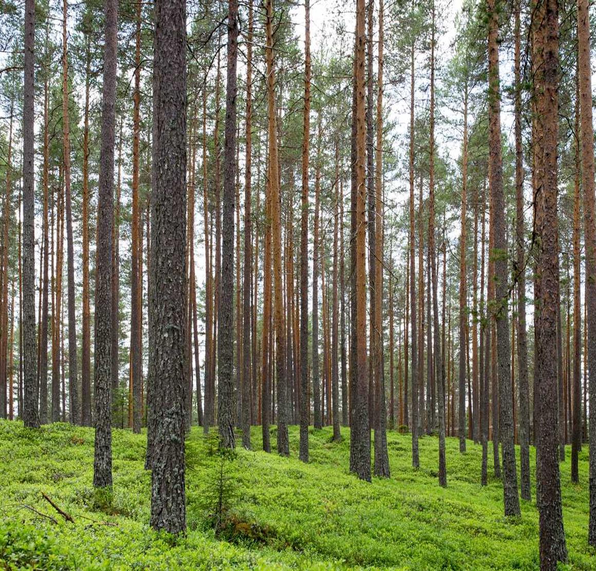 解读锐速云DDOS攻击- 霏霏app官方详情下载教程